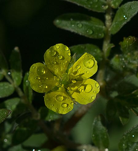 Flor del Abrojo (Tribulus terrestris)