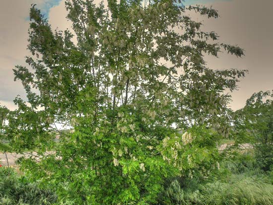 Árbol de la Acacia falsa (Robinia pseudoacacia) 