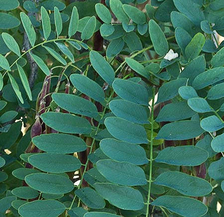 Ramas y hojas de la Acacia falsa (Robinia pseudoacacia)