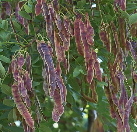 Frutos de la falsa Acacia (Robinia pseudoacacia)