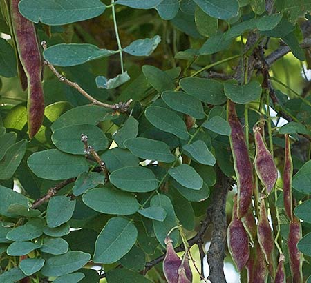 Rama de la Acacia falsa (Robinia pseudoacacia)
