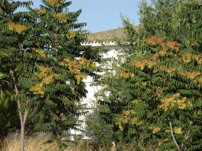 Ailantos enfrente del cuartel (Ailanthus altissima)