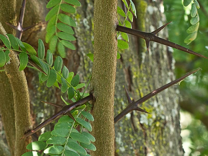 Espinas de la acacia (Gleditsia triacanthos)
