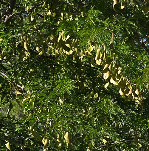 Acacia del canal (Gleditsia triacanthos)