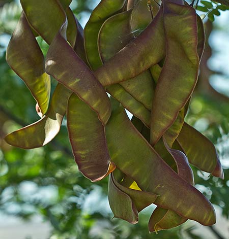 Fruto del acacio, las acacias (Gleditsia triacanthos)