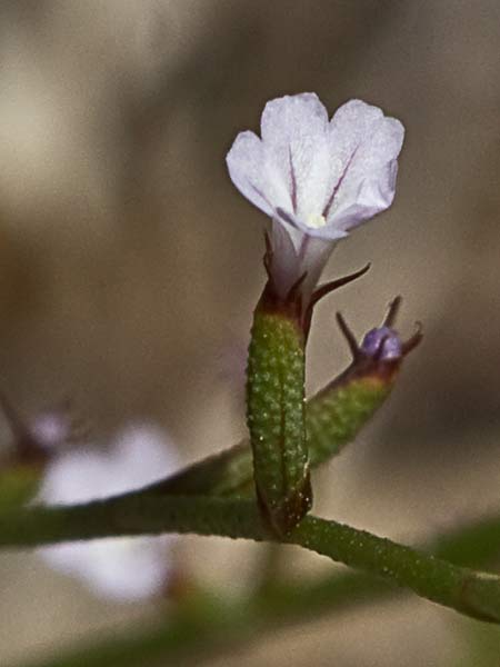 Acelguilla espinosa (Limonium echioides)