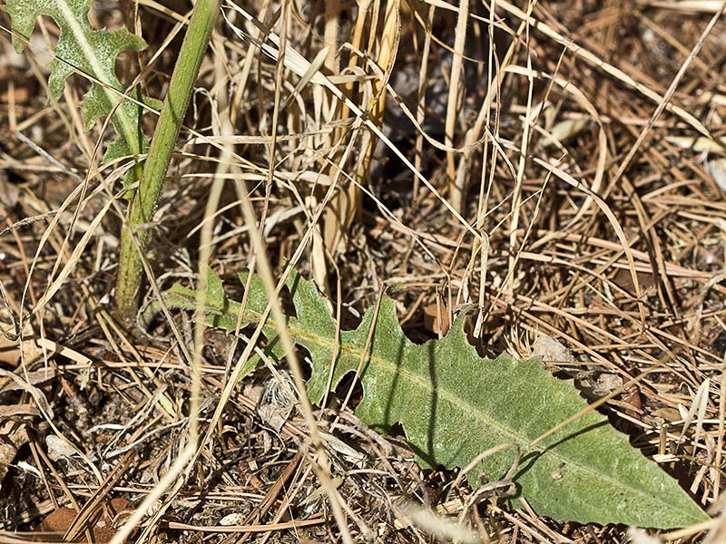 Tallo y hojas basales de la achicoria (Cichorium intybus) 