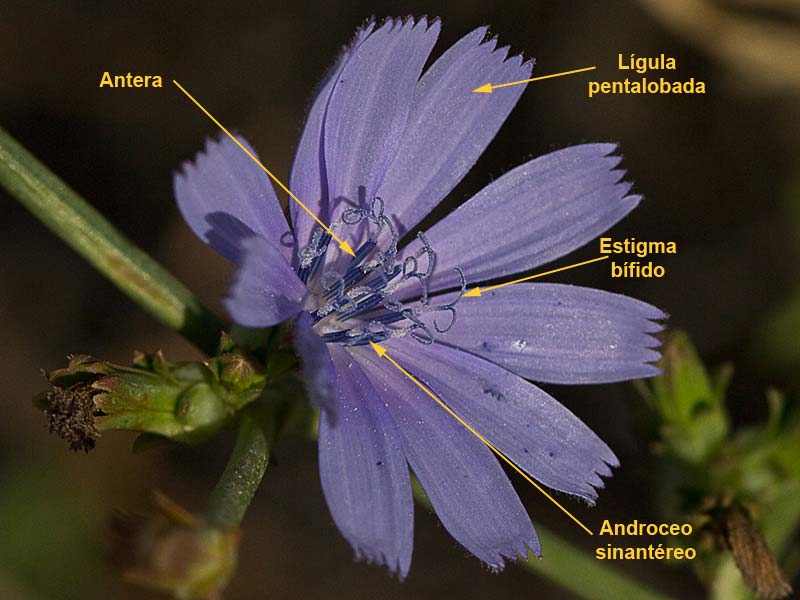 Partes de la Flor de la achicoria (Cichorium intybus) 