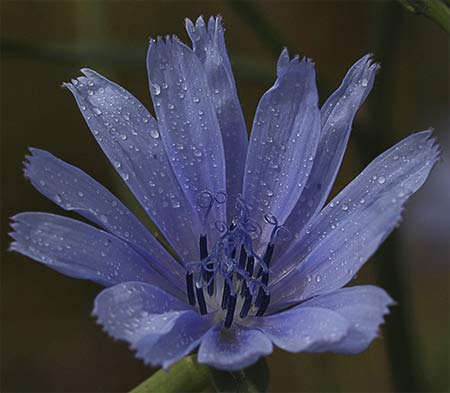 Flor de la achicoria (Chicoria intubus)