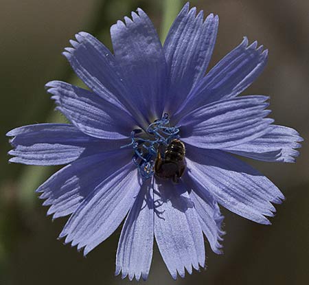 Flor de la achicoria (Cichorium intybus) 