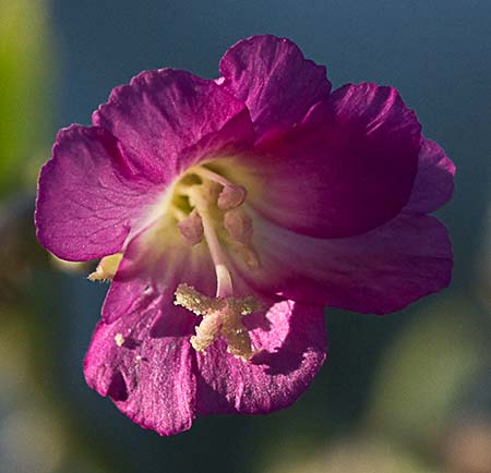 Flor de la adelfilla pilosa (Epilobium hirsutum)