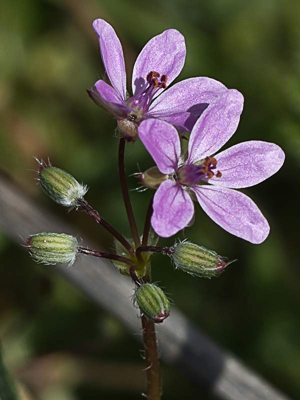 Flores de los relojitos o aguja de pastor (Erodium cicutarium)