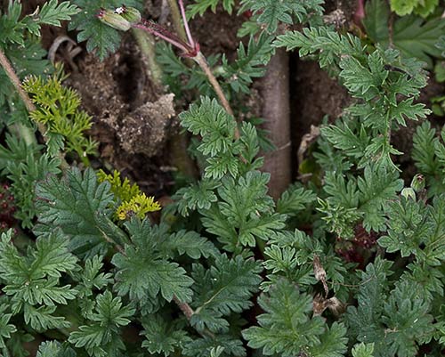 Hojas de la mata de los alfilerillos (Erodium cicutarium)