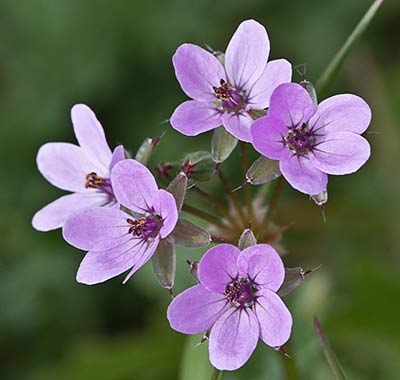 Flores de los relojitos o aguja de pastor (Erodium cicutarium)