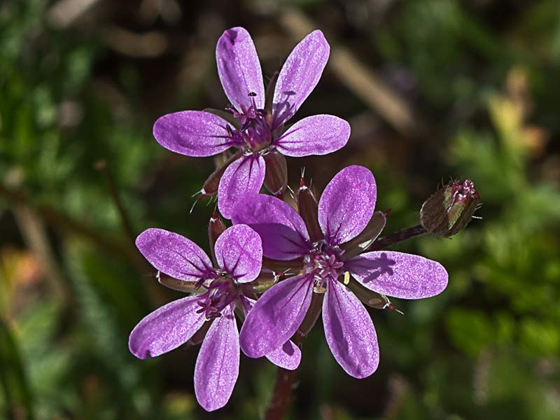 Flores de los alfileritos (Erodium cicutarium)