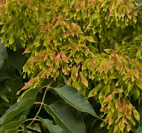 Sámaras del ailanto (Ailanthus altissima)