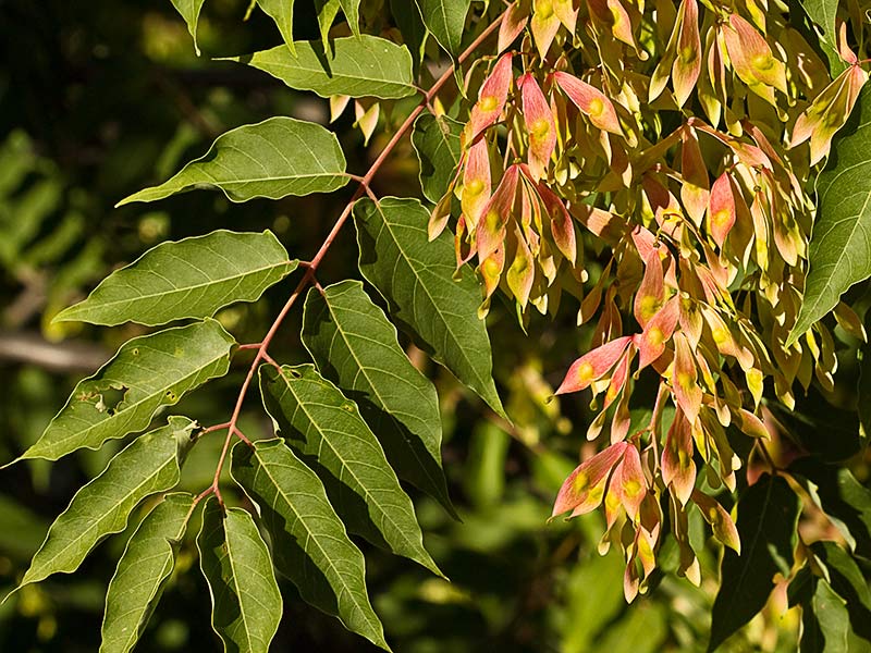 Rama y hojas  del ailanto (Ailanthus altissima)