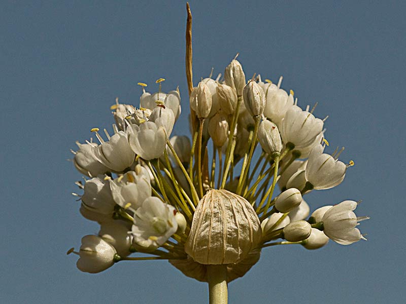 Ajillo, Allium pallens