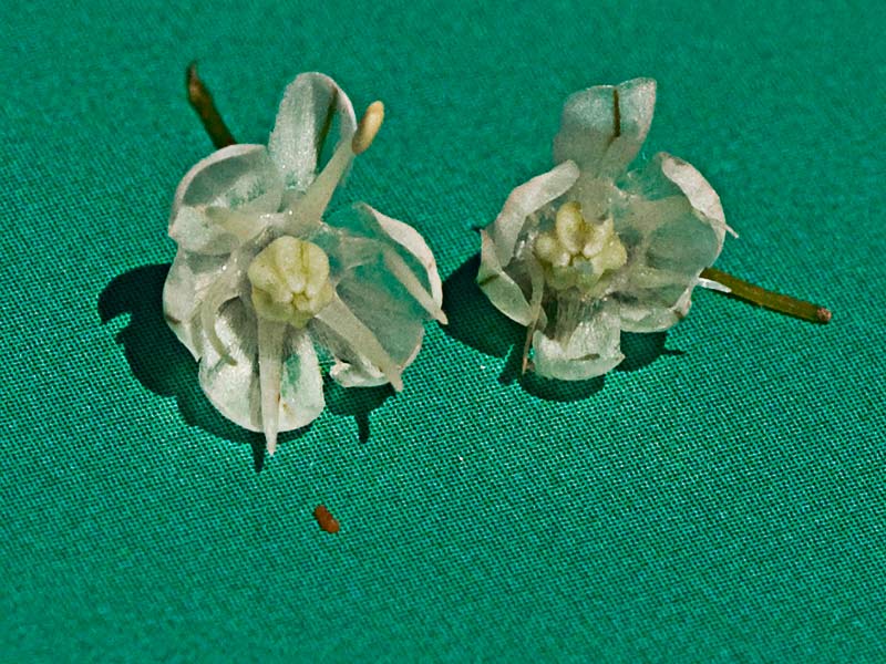 Detalle de las flores del Ajillo, Allium pallens
