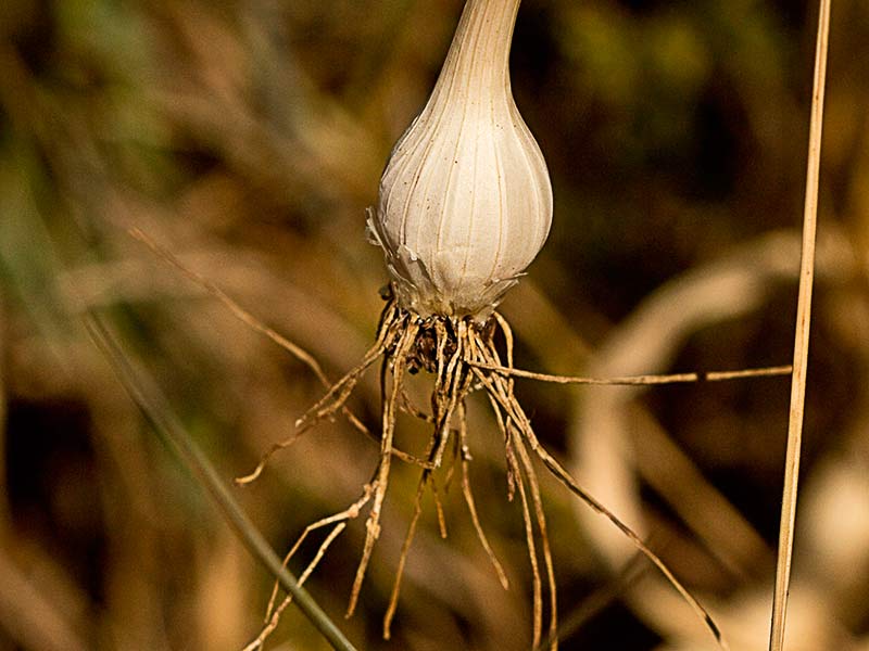 Ajo del Ajillo, Allium pallens