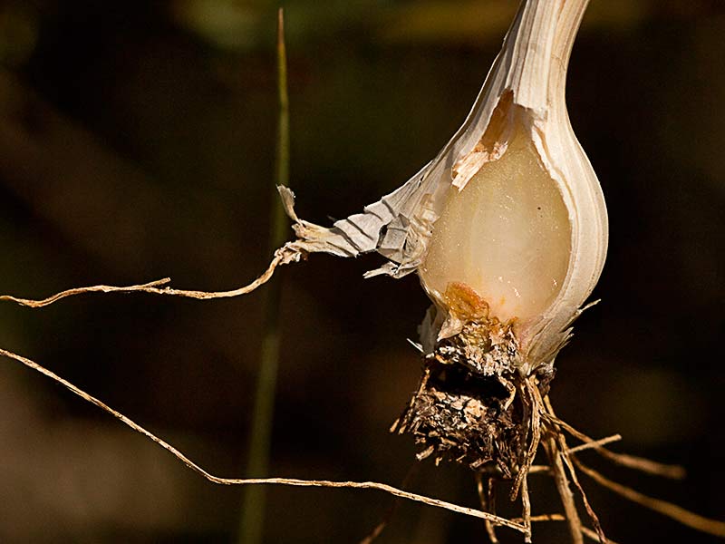 Seccionado del bulbo del Ajillo, Allium pallens