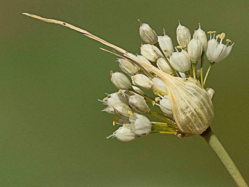 Inflorescencia del Ajillo, Allium pallens