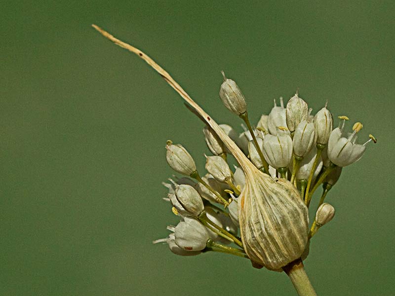 Ajillo, Allium pallens