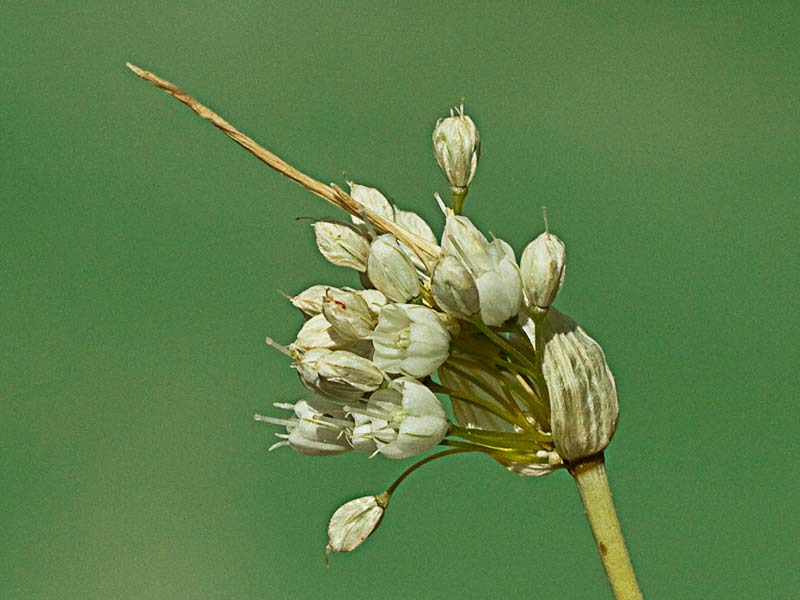  Inflorescencia del Ajillo, Allium pallens