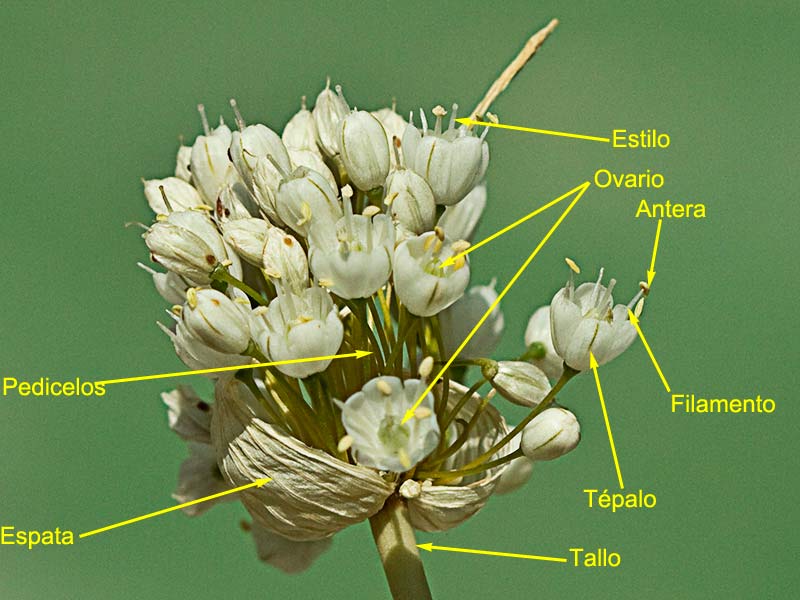 Partes de la Inflorescencia del Ajillo, Allium pallens