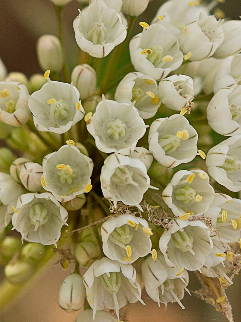 Detalle de la inflorescencia del Ajillo, Allium pallens