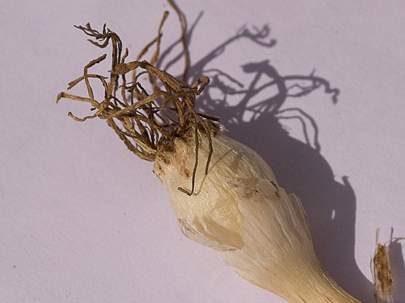 Bulbo o ajo del Ajillo silvestre (Allium paniculatum)