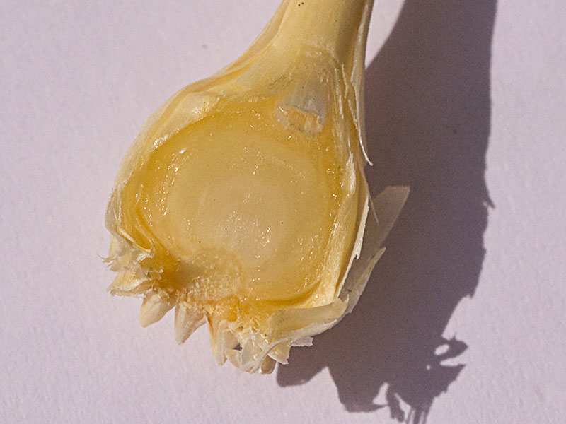 Sección del bulbo o ajo del Ajillo silvestre (Allium paniculatum)