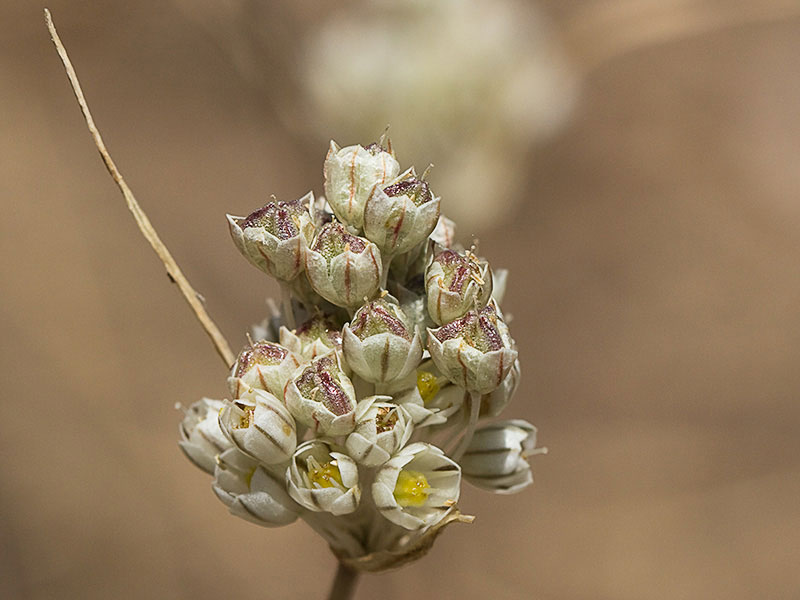 Fruto del Ajillo silvestre en maduración  (Allium paniculatum)