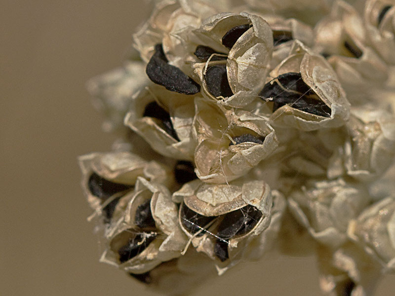Fruto del Ajillo silvestre en maduración (Allium paniculatum)