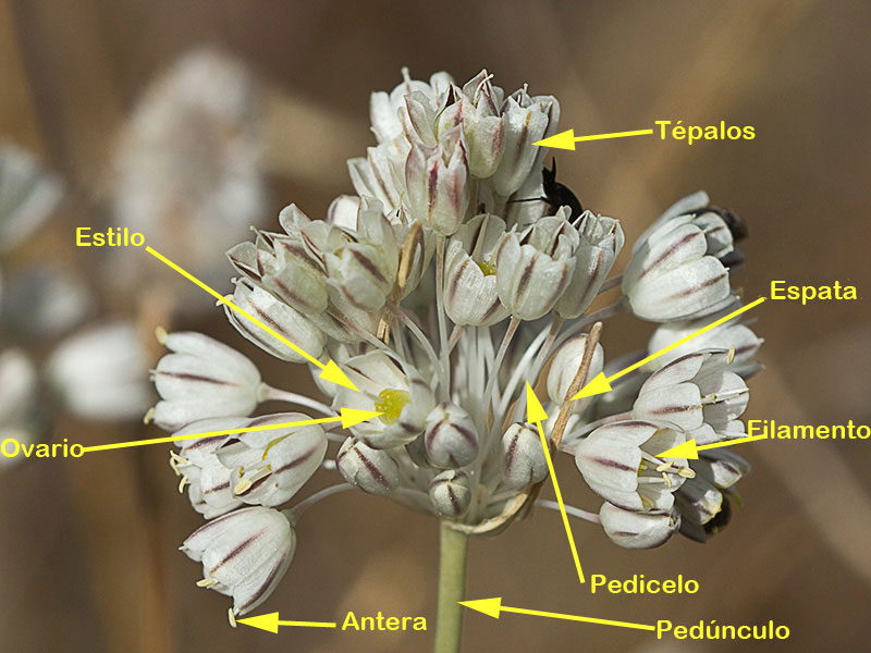 Partes de la inflorescencia del Ajillo silvestre (Allium paniculatum)