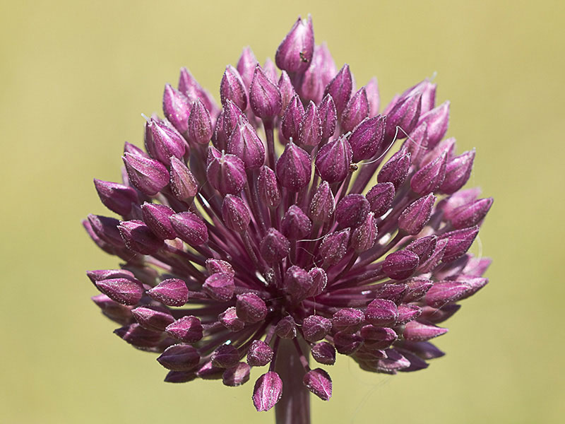Inflorescencia de Ajipuerro, Allium ampeloprasum 