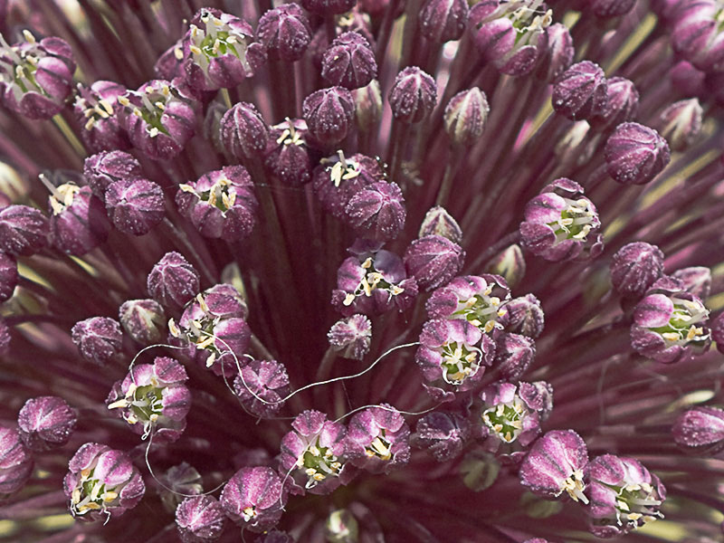 Ajipuerro (Allium ampeloprasum )