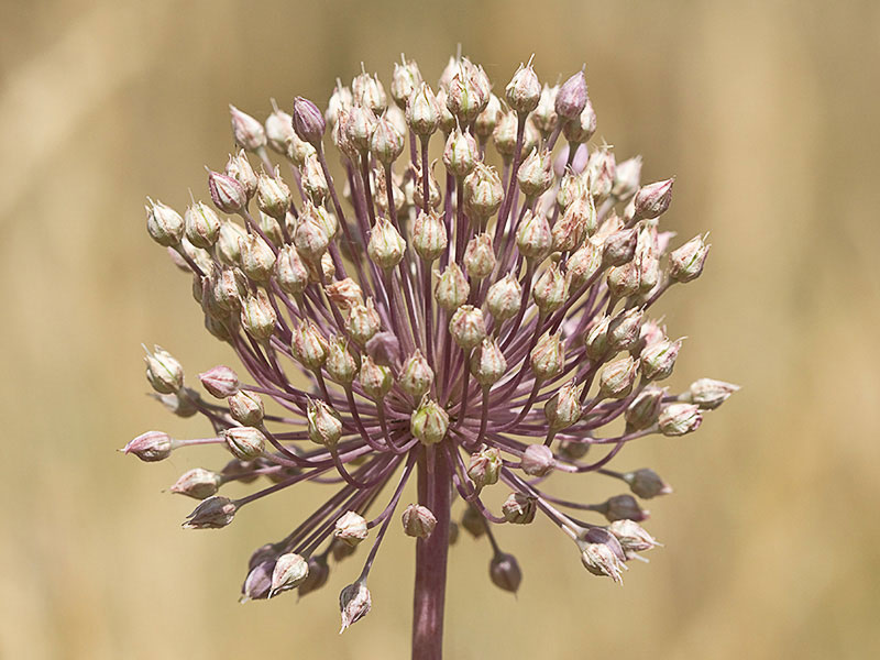 Inflorescencia de Ajo de Monte, Allium ampeloprasum 