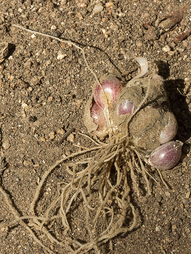 Bulbo, bulbillos y raíces del Ajo blanco (Allium neapolitanum)