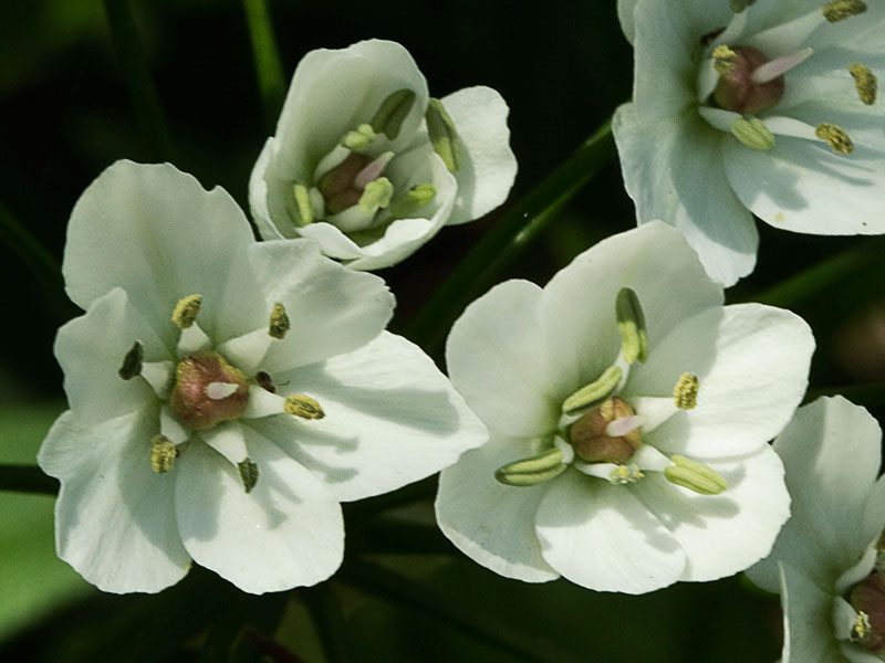 Inflorescencias del Ajo blanco (Allium neapolitanum)