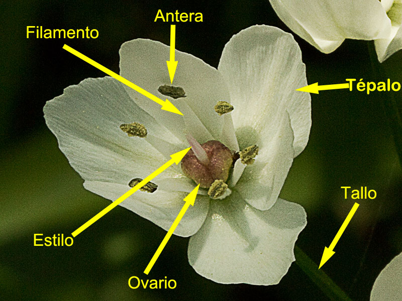 Partes de la flor del Ajo blanco (Allium neapolitanum)