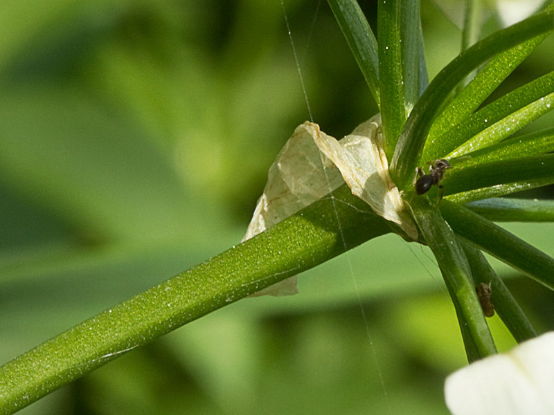 Restos de la espata y tallo del Ajo blanco (Allium neapolitanum)