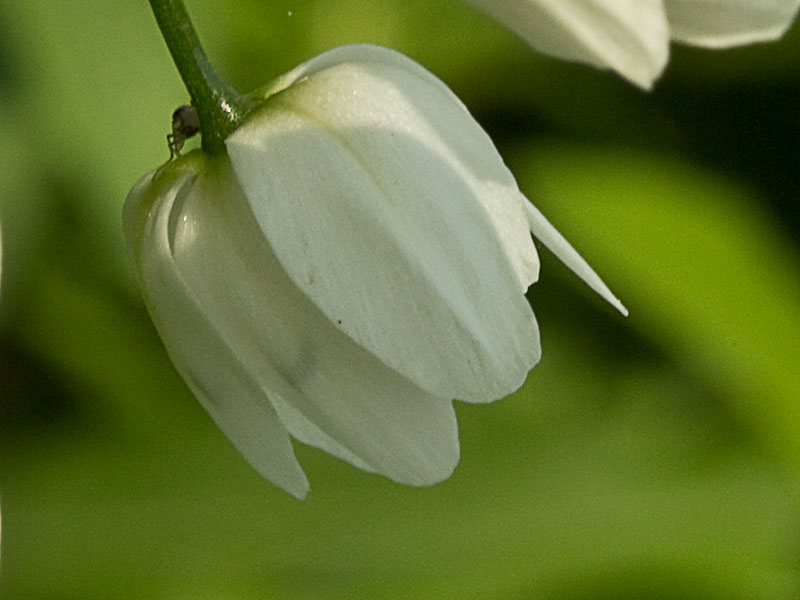 Flor acampanada del Ajo blanco (Allium neapolitanum)