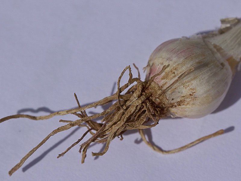 Bulbo principal del Ajo de monte (Allium sphaerocephalon)
