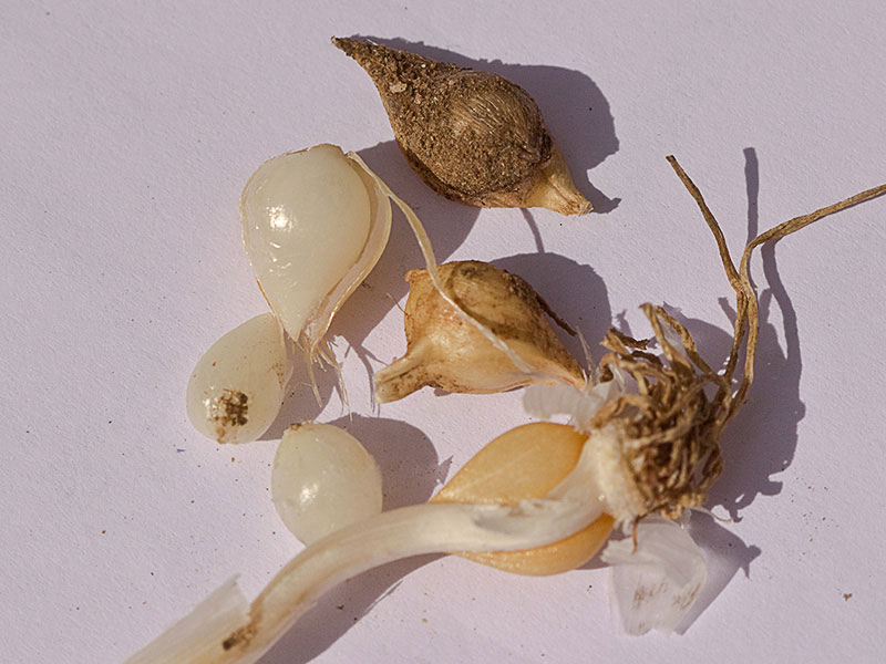 Ajo principal y bulbillos del Ajo de monte (Allium sphaerocephalon)