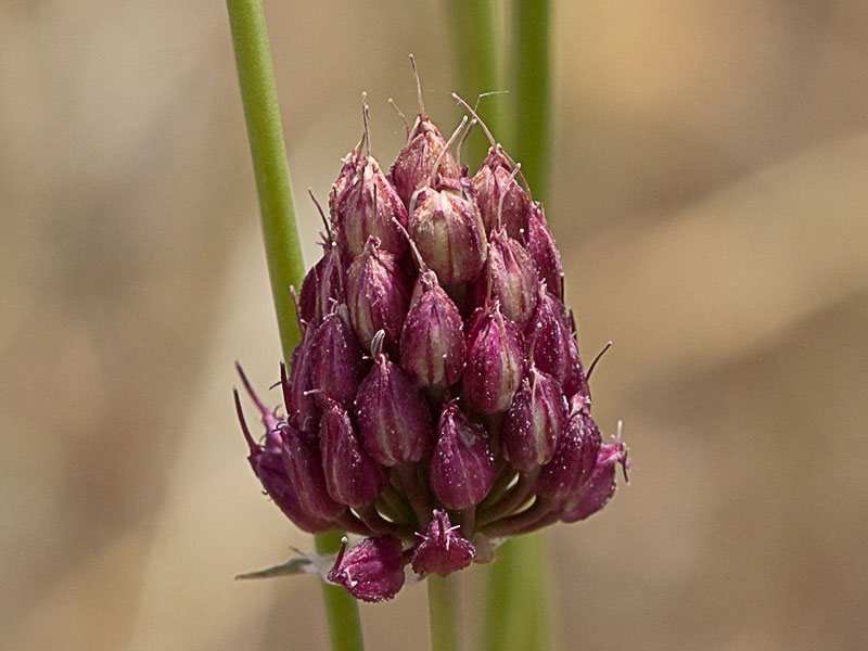 Infloresecencia de Ajo de Monte, Allium sphaerocephalon