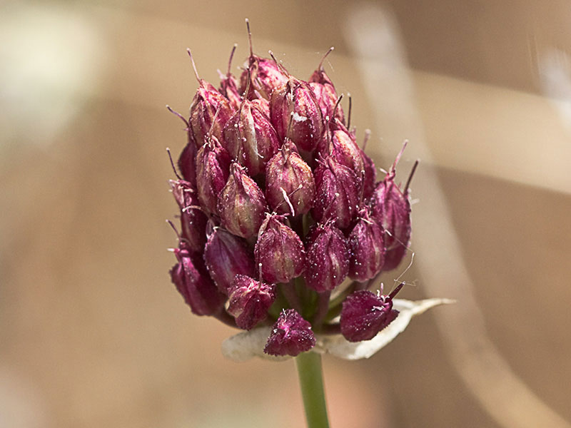 Ajo de monte (Allium sphaerocephalon)