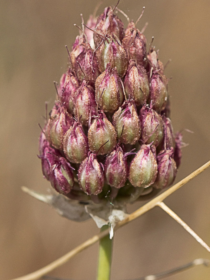 Ajo de monte (Allium sphaerocephalon)