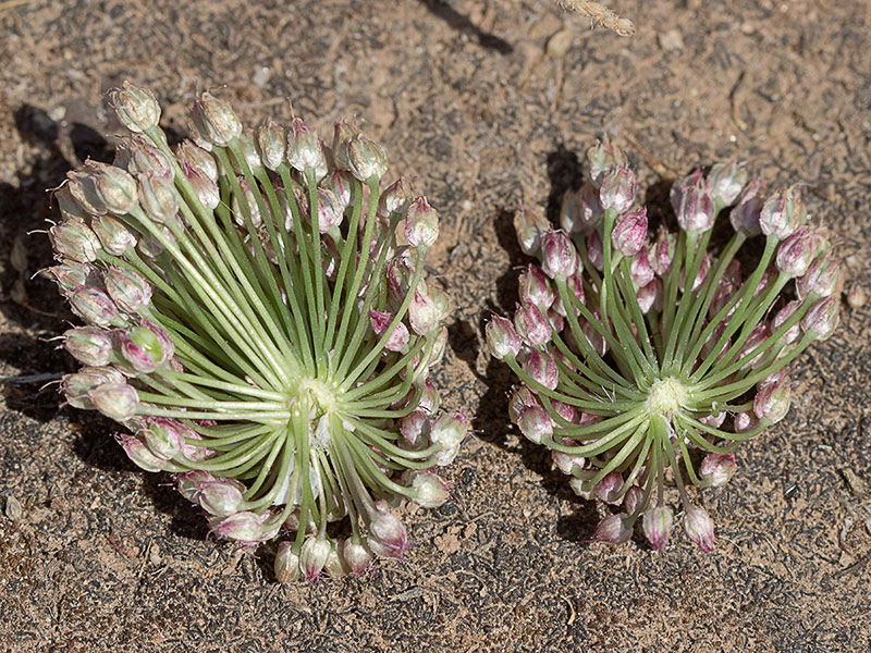 Umbela del Ajo de monte (Allium sphaerocephalon)