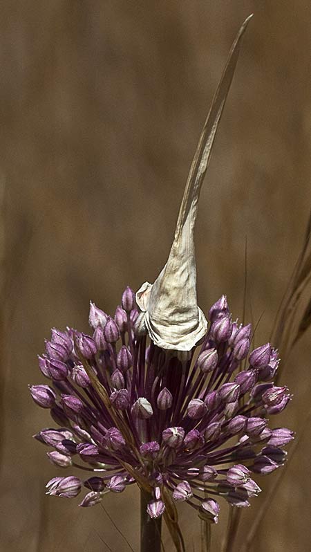 Umbela coronada de espata del Ajo de monte (Allium ampeloprasum )